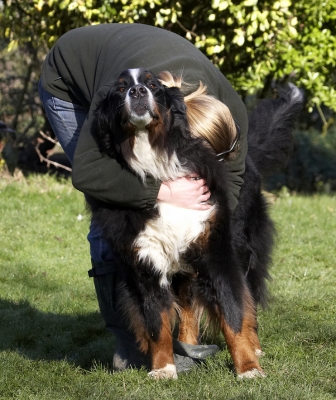 Oh, hug if you must
Λέξεις-κλειδιά: Animal Animals Becky Bernese Blonde Canine Canines Dog Dogs Land Mammal Land Mammals Mountain Murphy Play Playing Playtime Terrestrial Mammal Terrestrial Mammals Woman