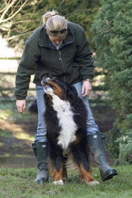 Hey, hey, we're line dancing
Keywords: Animal Animals Becky Bernese Blonde Canine Canines Dance Dancing Dog Dogs Land Mammal Land Mammals Mountain Murphy Play Playing Playtime Terrestrial Mammal Terrestrial Mammals Woman