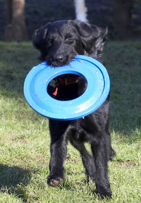Yeah, I'm still playing with the frisbee
Schlüsselwörter: Animal Animals Canine Canines Dog Dogs Fizz Frisbee Labradoodle Land Mammal Land Mammals Play Playing Run Running Terrestrial Mammal Terrestrial Mammals