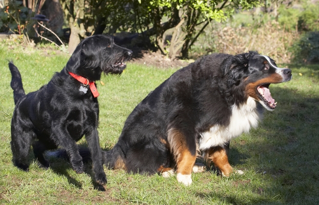 Let's have some NOW
Keywords: Animal Animals Bernese Best Butter Canine Canines Dog Dogs Fizz Friends Labradoodle Land Mammal Land Mammals Mountain Murphy Peanut Play Playing Playtime Terrestrial Mammal Terrestrial Mammals
