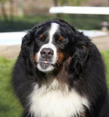 Mmmmmmmmmmm.........
Ključne besede: Animal Animals Bernese Butter Canine Canines Dog Dogs Land Mammal Land Mammals Mountain Murphy Peanut Play Playing Playtime Terrestrial Mammal Terrestrial Mammals