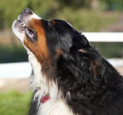 Mmmm, mmmm,  mmmm
Keywords: Animal Animals Bernese Butter Canine Canines Dog Dogs Land Mammal Land Mammals Mountain Murphy Peanut Play Playing Playtime Terrestrial Mammal Terrestrial Mammals