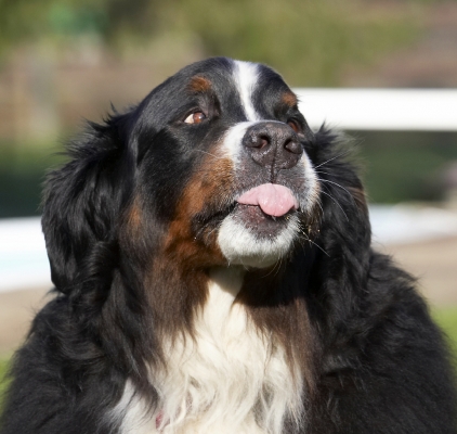 Has it all gone?!
Keywords: Animal Animals Bernese Butter Canine Canines Dog Dogs Land Mammal Land Mammals Mountain Murphy Peanut Play Playing Playtime Terrestrial Mammal Terrestrial Mammals Tongue