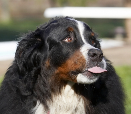 Is there more?
Ключові слова: Animal Animals Bernese Butter Canine Canines Dog Dogs Land Mammal Land Mammals Mountain Murphy Peanut Play Playing Playtime Terrestrial Mammal Terrestrial Mammals Tongue