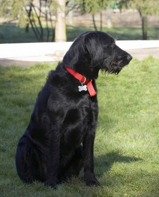Do I get some? ..........
Keywords: Animal Animals Canine Canines Dog Dogs Fizz Labradoodle Land Mammal Land Mammals Play Playing Sit Sitting Terrestrial Mammal Terrestrial Mammals