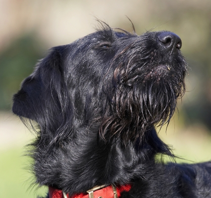 Mmmmmm, mmmmmmmm, mmmmmmmmm
Palabras clave: Animal Animals Butter Canine Canines Dog Dogs Fizz Labradoodle Land Mammal Land Mammals Peanut Play Playing Terrestrial Mammal Terrestrial Mammals
