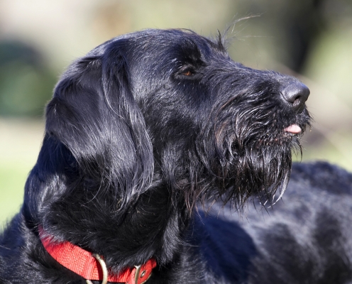 This is sooooooooo good
Palabras Clave: Animal Animals Butter Canine Canines Dog Dogs Fizz Labradoodle Land Mammal Land Mammals Peanut Play Playing Terrestrial Mammal Terrestrial Mammals Tongue