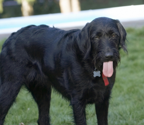 HAS it all gone?!
Schlüsselwörter: Animal Animals Butter Canine Canines Dog Dogs Fizz Labradoodle Land Mammal Land Mammals Peanut Play Playing Terrestrial Mammal Terrestrial Mammals Tongue