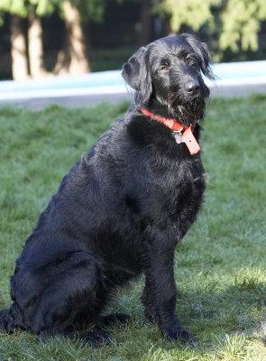 Do I get more if I sit nicely
Keywords: Animal Animals Canine Canines Dog Dogs Fizz Labradoodle Land Mammal Land Mammals Play Playing Sit Sitting Terrestrial Mammal Terrestrial Mammals