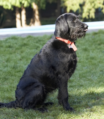 Getting ready
Schlüsselwörter: Animal Animals Canine Canines Dog Dogs Fizz Labradoodle Land Mammal Land Mammals Play Playing Terrestrial Mammal Terrestrial Mammals Tongue