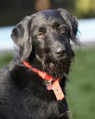 Boy, it's slow in coming
Anahtar kelimeler: Animal Animals Canine Canines Dog Dogs Fizz Labradoodle Land Mammal Land Mammals Play Playing Terrestrial Mammal Terrestrial Mammals