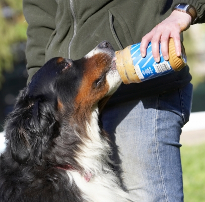 This is more my size
Mots-clés: Animal Animals Bernese Butter Canine Canines Dog Dogs Land Mammal Land Mammals Mountain Murphy Peanut Play Playing Playtime Terrestrial Mammal Terrestrial Mammals