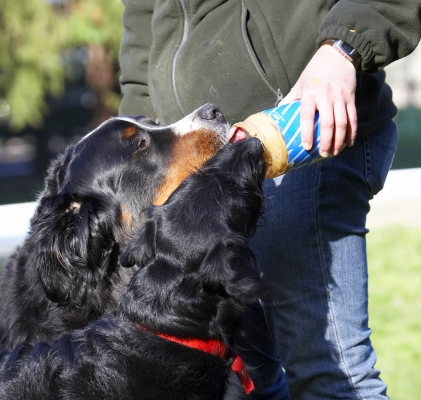 Love is..........
Ключові слова: Animal Animals Bernese Best Butter Canine Canines Dog Dogs Fizz Friends Labradoodle Land Mammal Land Mammals Mountain Murphy Peanut Play Playing Playtime Terrestrial Mammal Terrestrial Mammals Tongue