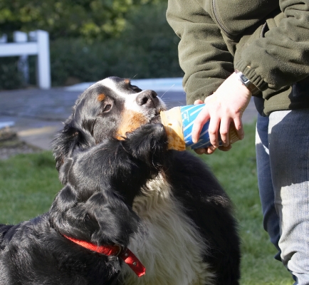.......... sharing a jar of peanut butter
Klíčová slova: Animal Animals Bernese Best Butter Canine Canines Dog Dogs Fizz Friends Labradoodle Land Mammal Land Mammals Mountain Murphy Peanut Play Playing Playtime Terrestrial Mammal Terrestrial Mammals