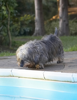 Whayhay, wot's this??
Schlüsselwörter: Animal Animals Canine Canines Daschund Daschunds Dog Dogs Dudley Land Mammal Land Mammals Miniature Play Playing Playtime Pool Swimming Terrestrial Mammal Terrestrial Mammals Wirehaired