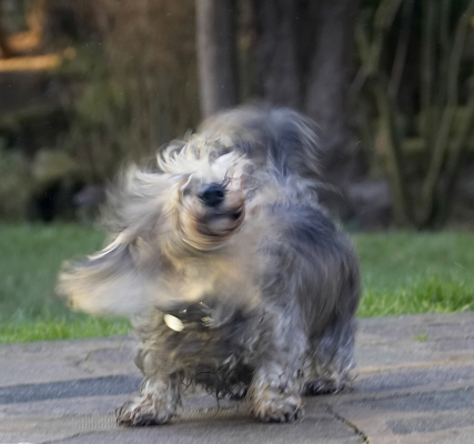 Shake ..........
Palabras clave: Animal Animals Canine Canines Daschund Daschunds Dog Dogs Dudley Land Mammal Land Mammals Miniature Play Playing Playtime Shake Shaking Terrestrial Mammal Terrestrial Mammals Wirehaired