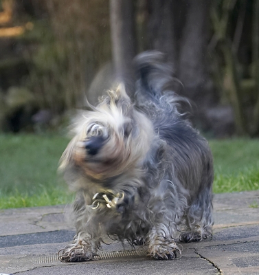 ......... rattle .............
Mots-clés: Animal Animals Canine Canines Daschund Daschunds Dog Dogs Dudley Land Mammal Land Mammals Miniature Play Playing Playtime Shake Shaking Terrestrial Mammal Terrestrial Mammals Wirehaired