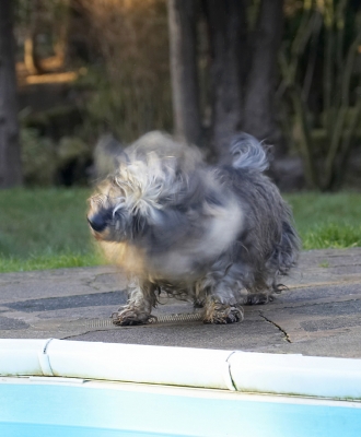 and roll
Keywords: Animal Animals Canine Canines Daschund Daschunds Dog Dogs Dudley Land Mammal Land Mammals Miniature Play Playing Playtime Shake Shaking Terrestrial Mammal Terrestrial Mammals Wirehaired