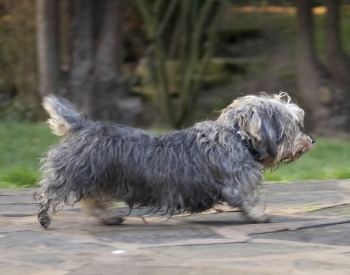 Now, I'm off to explore
Ключові слова: Animal Animals Canine Canines Daschund Daschunds Dog Dogs Dudley Land Mammal Land Mammals Miniature Play Playing Playtime Terrestrial Mammal Terrestrial Mammals Wirehaired