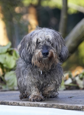 Wot shall we do now?
Keywords: Animal Animals Canine Canines Daschund Daschunds Dog Dogs Dudley Land Mammal Land Mammals Miniature Play Playing Playtime Terrestrial Mammal Terrestrial Mammals Wirehaired