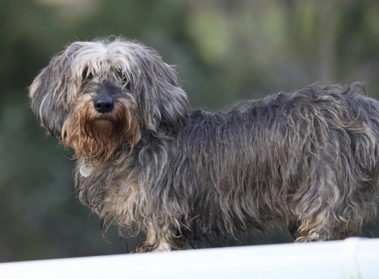 Hey, I'm waiting for some action
Palabras clave: Animal Animals Canine Canines Daschund Daschunds Dog Dogs Dudley Land Mammal Land Mammals Miniature Play Playing Playtime Terrestrial Mammal Terrestrial Mammals Wirehaired