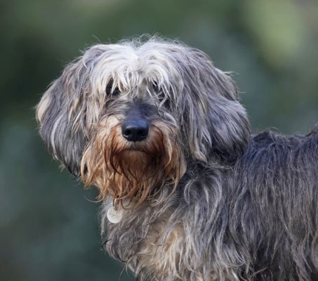 Keywords: Animal Animals Canine Canines Daschund Daschunds Dog Dogs Dudley Land Mammal Land Mammals Miniature Play Playing Playtime Terrestrial Mammal Terrestrial Mammals Wirehaired