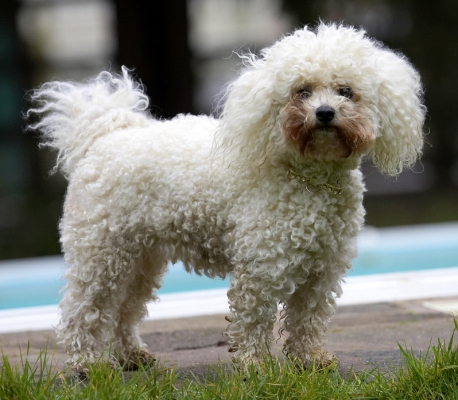 OK, let's go
Keywords: Animal Animals Bichon frise Canine Canines Dog Dogs Land Mammal Land Mammals Morgan Play Playing Playtime Terrestrial Mammal Terrestrial Mammals
