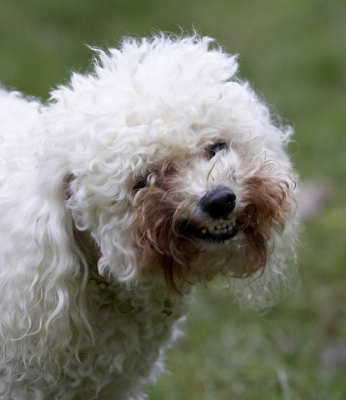 Cheeeeeeeeeeese
Keywords: Animal Animals Bichon frise Canine Canines Dog Dogs Land Mammal Land Mammals Morgan Play Playing Playtime Terrestrial Mammal Terrestrial Mammals