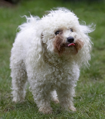 Yum
Ключевые слова: Animal Animals Bichon frise Butter Canine Canines Dog Dogs Land Mammal Land Mammals Morgan Peanut Play Playing Playtime Terrestrial Mammal Terrestrial Mammals Tongue