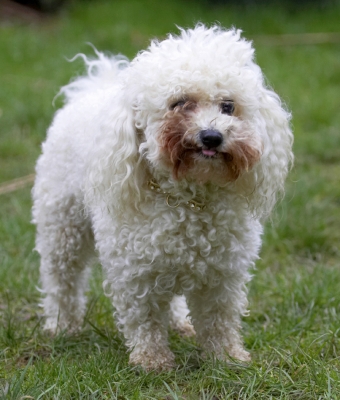 Still working on it
الكلمات الإستدلالية(لتسهيل البحث): Animal Animals Bichon frise Butter Canine Canines Dog Dogs Land Mammal Land Mammals Morgan Peanut Play Playing Playtime Terrestrial Mammal Terrestrial Mammals Tongue
