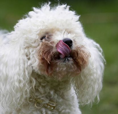 I really enjoyed that
Ключові слова: Animal Animals Bichon frise Butter Canine Canines Dog Dogs Land Mammal Land Mammals Morgan Peanut Play Playing Playtime Terrestrial Mammal Terrestrial Mammals Tongue