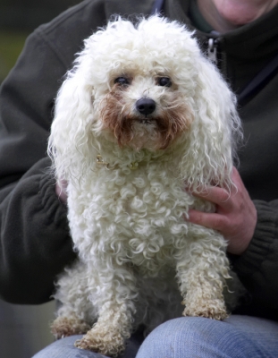 Yep, I'm comfy
Keywords: Animal Animals Bichon frise Canine Canines Dog Dogs Land Mammal Land Mammals Morgan Play Playing Playtime Terrestrial Mammal Terrestrial Mammals