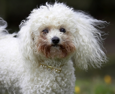 ....... in a minute
Ključne besede: Animal Animals Bichon frise Canine Canines Dog Dogs Land Mammal Land Mammals Morgan Play Playing Playtime Terrestrial Mammal Terrestrial Mammals