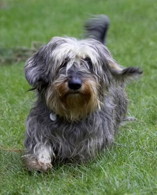I'm coming
Ключові слова: Animal Animals Canine Canines Daschund Daschunds Dog Dogs Dudley Land Mammal Land Mammals Longhaired Miniature Play Playing Playtime Run Running Terrestrial Mammal Terrestrial Mammals