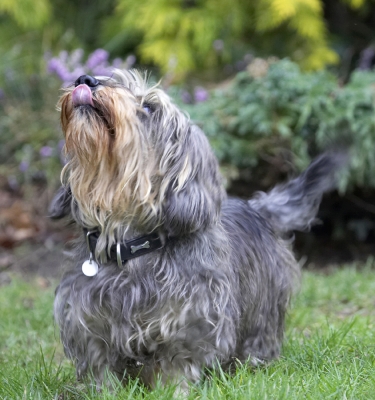 You got something for me?
Klíčová slova: Animal Animals Canine Canines Daschund Daschunds Dog Dogs Dudley Land Mammal Land Mammals Longhaired Miniature Play Playing Playtime Terrestrial Mammal Terrestrial Mammals Tongue