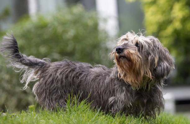 Keywords: Animal Animals Canine Canines Daschund Daschunds Dog Dogs Dudley Land Mammal Land Mammals Longhaired Miniature Play Playing Playtime Terrestrial Mammal Terrestrial Mammals
