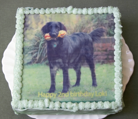 Happy birthday Loki
Palabras clave: Animal Animals Birthday Cake Canine Canines Dog Dogs Flatcoated Land Mammal Land Mammals Loki Play Playing Playtime Retriever Terrestrial Mammal Terrestrial Mammals