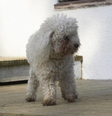 Wot's that ........
Keywords: Animal Animals Bichon Canine Canines Dog Dogs Frise Land Mammal Land Mammals Morgan Play Playing Playtime Terrestrial Mammal Terrestrial Mammals
