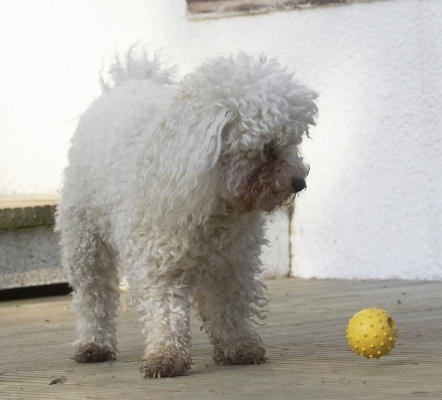 .......... wot do I do with that??!
Ключові слова: Animal Animals Ball Bichon Canine Canines Dog Dogs Frise Land Mammal Land Mammals Morgan Play Playing Playtime Terrestrial Mammal Terrestrial Mammals