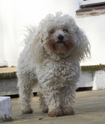 No, I don't feel like playing ball
Schlüsselwörter: Animal Animals Bichon Canine Canines Dog Dogs Frise Land Mammal Land Mammals Morgan Play Playing Playtime Terrestrial Mammal Terrestrial Mammals