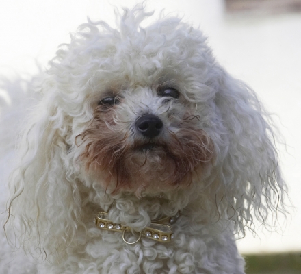 Hey, I know how to do cute
Schlüsselwörter: Animal Animals Bichon Canine Canines Dog Dogs Frise Land Mammal Land Mammals Morgan Play Playing Playtime Terrestrial Mammal Terrestrial Mammals