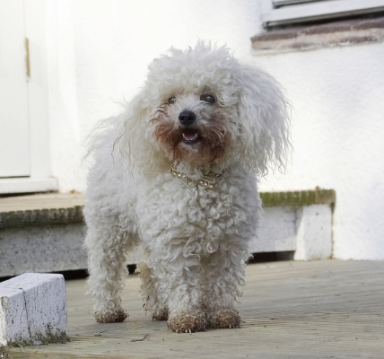 So, wot's next?
Palabras clave: Animal Animals Bichon Canine Canines Dog Dogs Frise Land Mammal Land Mammals Morgan Play Playing Playtime Terrestrial Mammal Terrestrial Mammals