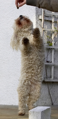 This is better than any ball
Klíčová slova: Animal Animals Bichon Canine Canines Dance Dancing Dog Dogs Frise Jump Jumping Land Mammal Land Mammals Leap Leaping Morgan Play Playing Playtime Terrestrial Mammal Terrestrial Mammals