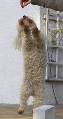 How long I gotta beg for
Schlüsselwörter: Animal Animals Bichon Canine Canines Dance Dancing Dog Dogs Frise Jump Jumping Land Mammal Land Mammals Leap Leaping Morgan Play Playing Playtime Terrestrial Mammal Terrestrial Mammals