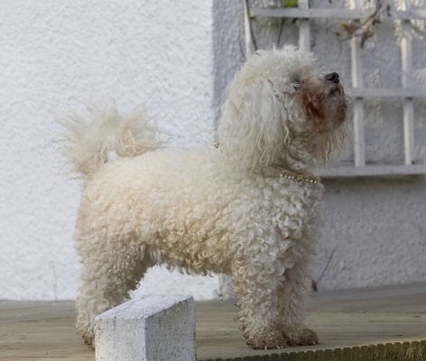 I want more
Keywords: Animal Animals Bichon Canine Canines Dog Dogs Frise Land Mammal Land Mammals Morgan Play Playing Playtime Terrestrial Mammal Terrestrial Mammals