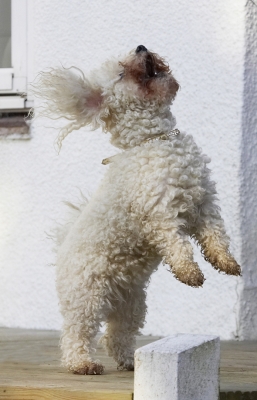 Here I come
Keywords: Animal Animals Bichon Canine Canines Dog Dogs Frise Jump Jumping Land Mammal Land Mammals Leap Leaping Morgan Play Playing Playtime Terrestrial Mammal Terrestrial Mammals