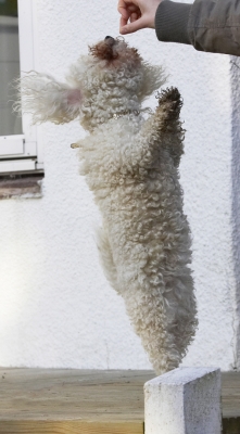 Oooh, close
Keywords: Animal Animals Bichon Canine Canines Dog Dogs Frise Jump Jumping Land Mammal Land Mammals Leap Leaping Morgan Play Playing Playtime Terrestrial Mammal Terrestrial Mammals