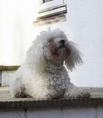 ........ or maybe not
Palabras clave: Animal Animals Bichon Canine Canines Dog Dogs Frise Land Mammal Land Mammals Morgan Play Playing Playtime Terrestrial Mammal Terrestrial Mammals