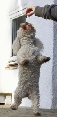 Oooh, don't hold it so high
Palabras clave: Animal Animals Bichon Canine Canines Dance Dancing Dog Dogs Frise Jump Jumping Land Mammal Land Mammals Leap Leaping Morgan Play Playing Playtime Terrestrial Mammal Terrestrial Mammals