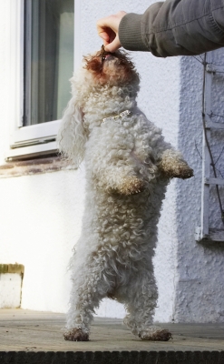 Gottit
Schlüsselwörter: Animal Animals Bichon Canine Canines Dog Dogs Frise Jump Jumping Land Mammal Land Mammals Leap Leaping Morgan Play Playing Playtime Terrestrial Mammal Terrestrial Mammals